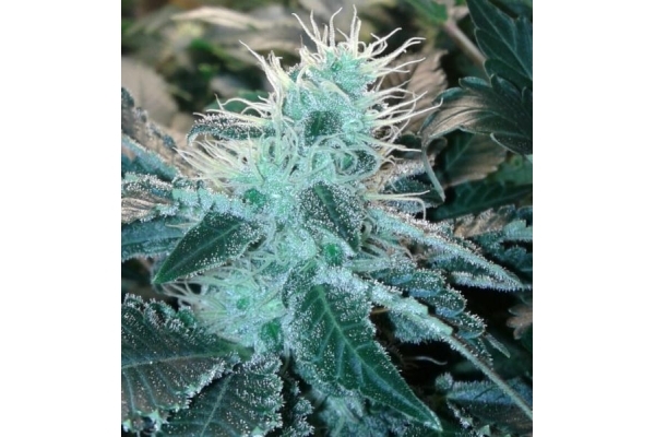 Blue Mystic (Royal Queen Seeds) Feminisoidut Blue Mystic (Royal Queen Seeds) Feminisoidut