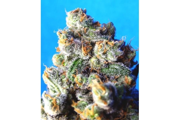 Blue Mystic (Royal Queen Seeds) Feminisoidut Blue Mystic (Royal Queen Seeds) Feminisoidut