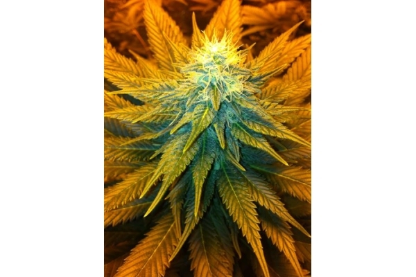 Blue Mystic (Royal Queen Seeds) Feminisoidut