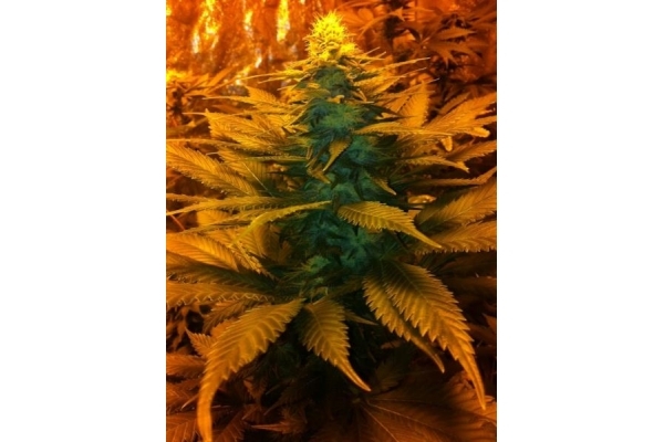 Blue Mystic (Royal Queen Seeds) Feminisoidut Blue Mystic (Royal Queen Seeds) Feminisoidut
