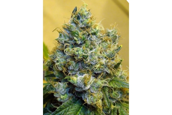 Blue Mystic (Royal Queen Seeds) Feminisoidut Blue Mystic (Royal Queen Seeds) Feminisoidut