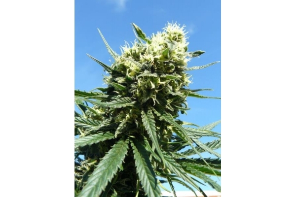 Northern Light (Royal Queen Seeds) Feminisoidut