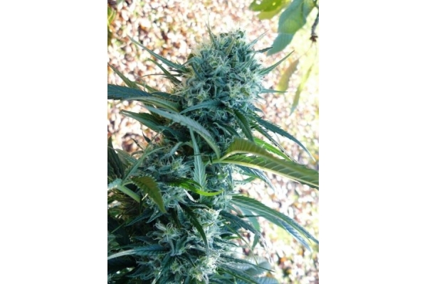 Northern Light (Royal Queen Seeds) Feminisoidut