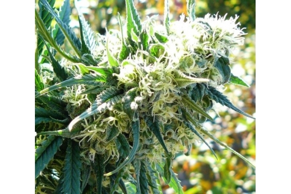 Northern Light (Royal Queen Seeds) Feminisoidut