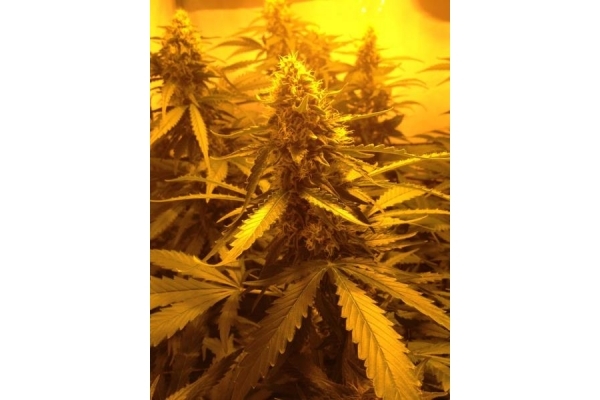 Northern Light (Royal Queen Seeds) Feminisoidut Northern Light (Royal Queen Seeds) Feminisoidut