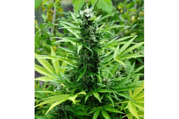 Northern Light (Royal Queen Seeds) Feminisoidut Northern Light (Royal Queen Seeds) Feminisoidut
