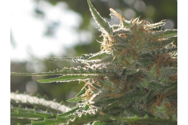 Northern Light (Royal Queen Seeds) Feminisoidut Northern Light (Royal Queen Seeds) Feminisoidut