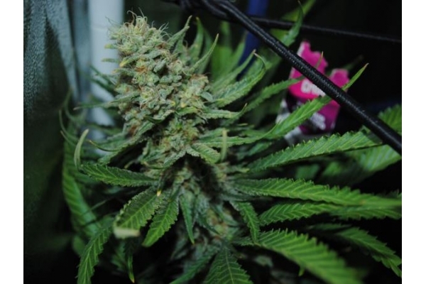 Critical (Royal Queen Seeds) Feminisoidut