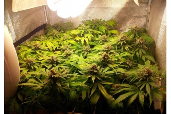 Critical (Royal Queen Seeds) Feminisoidut