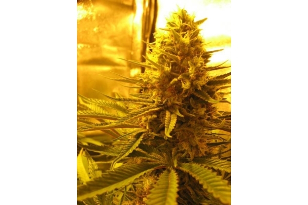 Critical (Royal Queen Seeds) Feminisoidut