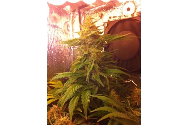 Critical (Royal Queen Seeds) Feminisoidut Critical (Royal Queen Seeds) Feminisoidut