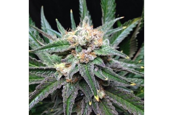 Critical (Royal Queen Seeds) Feminisoidut Critical (Royal Queen Seeds) Feminisoidut
