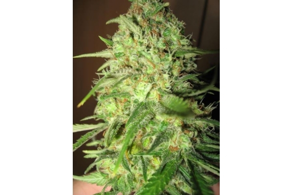 Critical (Royal Queen Seeds) Feminisoidut