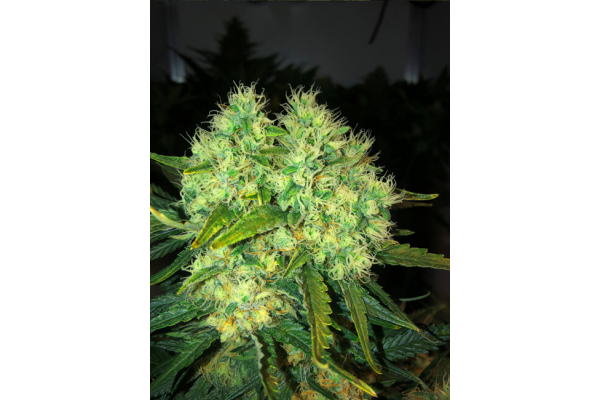 Critical (Royal Queen Seeds) Feminisoidut Critical (Royal Queen Seeds) Feminisoidut