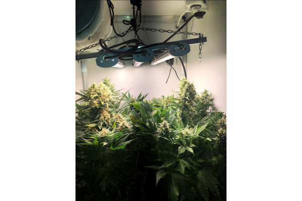Critical (Royal Queen Seeds) Feminisoidut Critical (Royal Queen Seeds) Feminisoidut