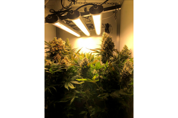 Critical (Royal Queen Seeds) Feminisoidut Critical (Royal Queen Seeds) Feminisoidut