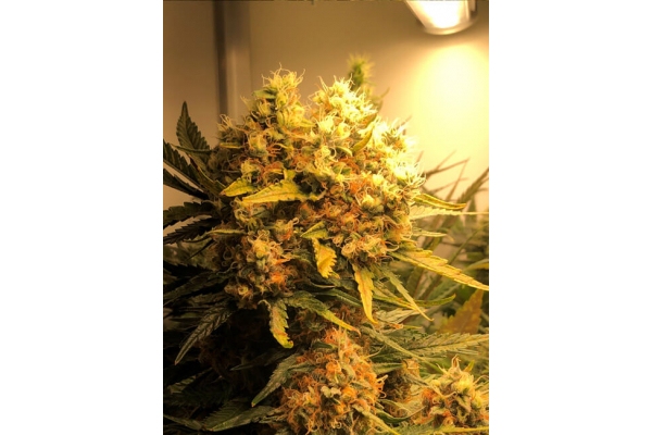 Critical (Royal Queen Seeds) Feminisoidut Critical (Royal Queen Seeds) Feminisoidut