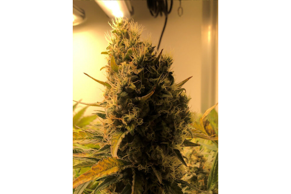 Critical (Royal Queen Seeds) Feminisoidut Critical (Royal Queen Seeds) Feminisoidut