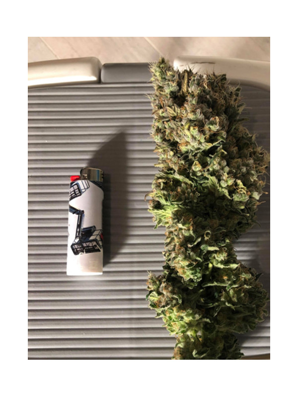 Critical (Royal Queen Seeds) Feminisoidut Critical (Royal Queen Seeds) Feminisoidut