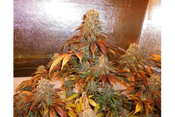 Royal Moby (Royal Queen Seeds) Feminisoidut Royal Moby (Royal Queen Seeds) Feminisoidut