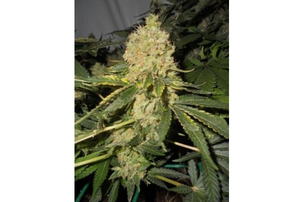 Royal Moby (Royal Queen Seeds) Feminisoidut