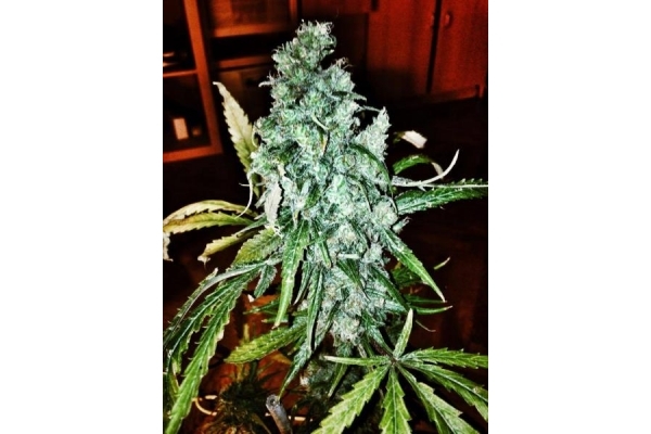 Royal Moby (Royal Queen Seeds) Feminisoidut Royal Moby (Royal Queen Seeds) Feminisoidut