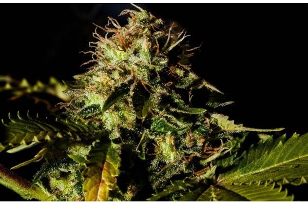 Royal Moby (Royal Queen Seeds) Feminisoidut