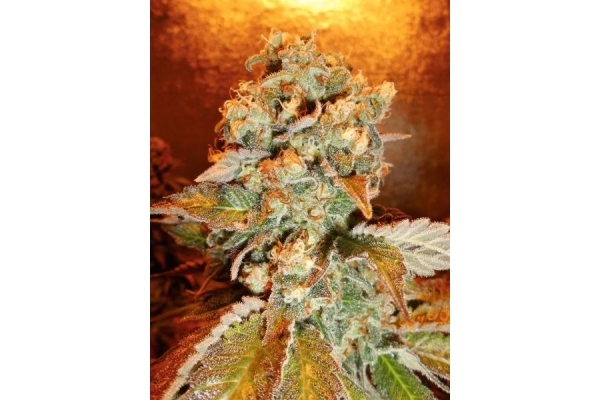 Royal Moby (Royal Queen Seeds) Feminisoidut Royal Moby (Royal Queen Seeds) Feminisoidut