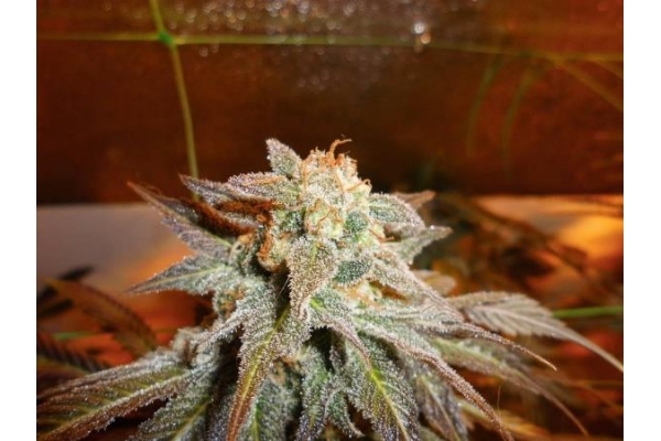 Royal Moby (Royal Queen Seeds) Feminisoidut Royal Moby (Royal Queen Seeds) Feminisoidut
