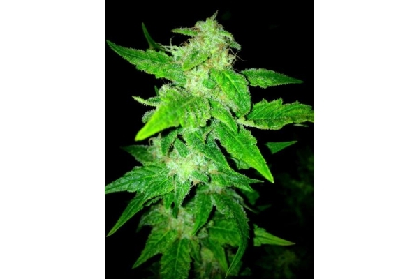 OG Kush (Royal Queen Seeds) Feminisoidut OG Kush (Royal Queen Seeds) Feminisoidut