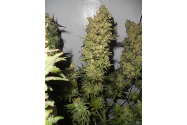 OG Kush (Royal Queen Seeds) Feminisoidut OG Kush (Royal Queen Seeds) Feminisoidut