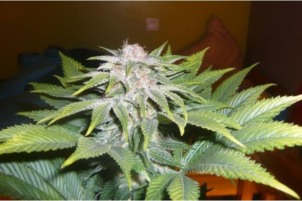 OG Kush (Royal Queen Seeds) Feminisoidut OG Kush (Royal Queen Seeds) Feminisoidut