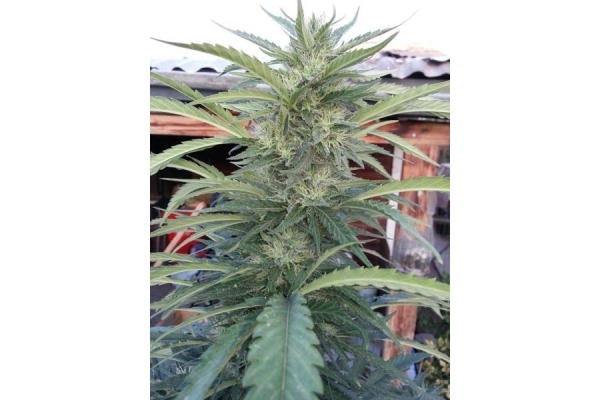 OG Kush (Royal Queen Seeds) Feminisoidut OG Kush (Royal Queen Seeds) Feminisoidut