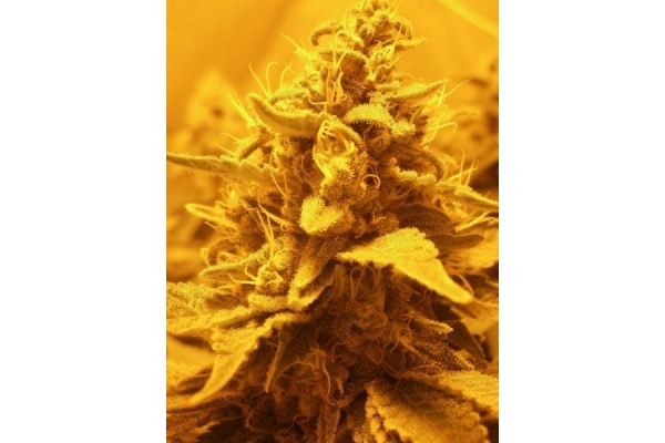 OG Kush (Royal Queen Seeds) Feminisoidut OG Kush (Royal Queen Seeds) Feminisoidut