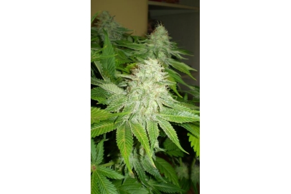 OG Kush (Royal Queen Seeds) Feminisoidut