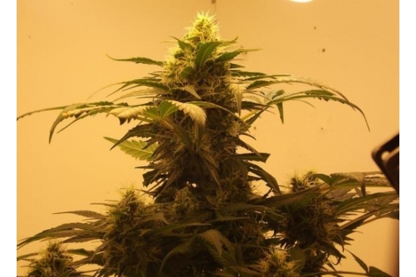 Royal Dwarf Autoflower (Royal Queen Seeds) Feminisoidut Royal Dwarf Autoflower (Royal Queen Seeds) Feminisoidut