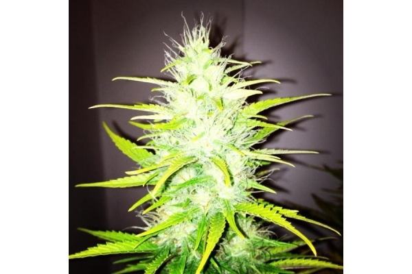 Royal Dwarf Autoflower (Royal Queen Seeds) Feminisoidut Royal Dwarf Autoflower (Royal Queen Seeds) Feminisoidut