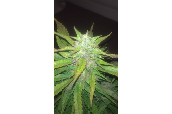 Royal Dwarf Autoflower (Royal Queen Seeds) Feminisoidut Royal Dwarf Autoflower (Royal Queen Seeds) Feminisoidut