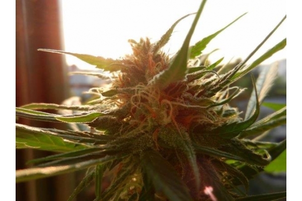 Royal Dwarf Autoflower (Royal Queen Seeds) Feminisoidut