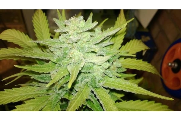 Royal Dwarf Autoflower (Royal Queen Seeds) Feminisoidut Royal Dwarf Autoflower (Royal Queen Seeds) Feminisoidut