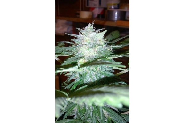 Royal Dwarf Autoflower (Royal Queen Seeds) Feminisoidut Royal Dwarf Autoflower (Royal Queen Seeds) Feminisoidut
