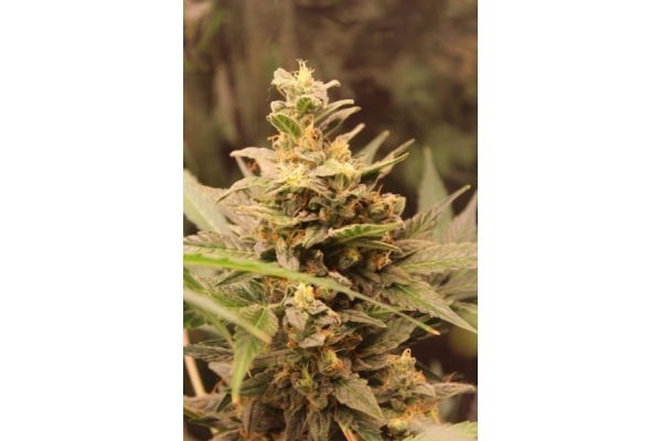 Easy Bud Autoflower (Royal Queen Seeds) Feminisoidut Easy Bud Autoflower (Royal Queen Seeds) Feminisoidut