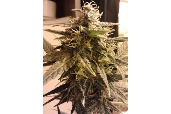 Easy Bud Autoflower (Royal Queen Seeds) Feminisoidut Easy Bud Autoflower (Royal Queen Seeds) Feminisoidut