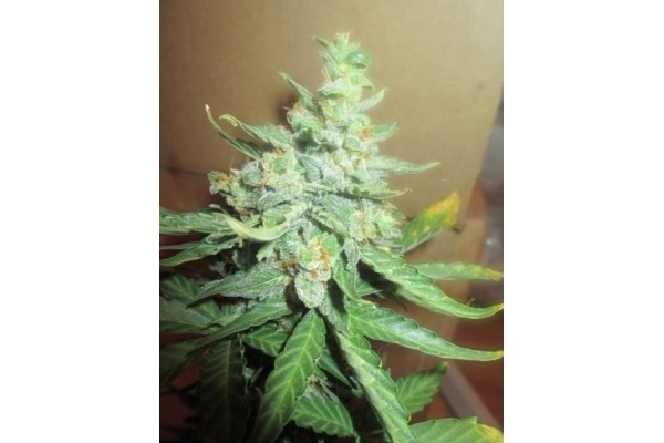 Easy Bud Autoflower (Royal Queen Seeds) Feminisoidut