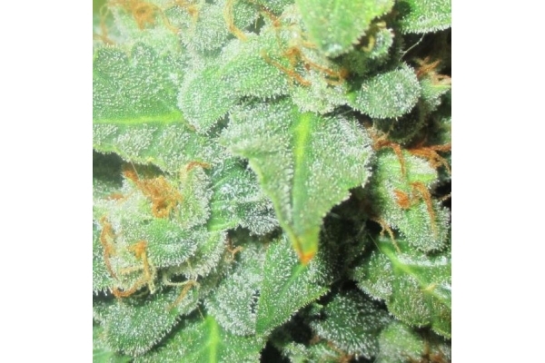Easy Bud Autoflower (Royal Queen Seeds) Feminisoidut