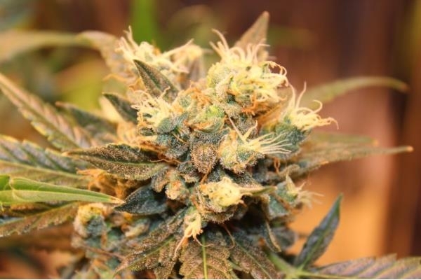 Easy Bud Autoflower (Royal Queen Seeds) Feminisoidut Easy Bud Autoflower (Royal Queen Seeds) Feminisoidut