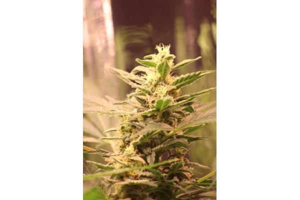 Easy Bud Autoflower (Royal Queen Seeds) Feminisoidut Easy Bud Autoflower (Royal Queen Seeds) Feminisoidut