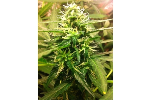 Quick One Autoflower (Royal Queen Seeds) Feminisoidut Quick One Autoflower (Royal Queen Seeds) Feminisoidut