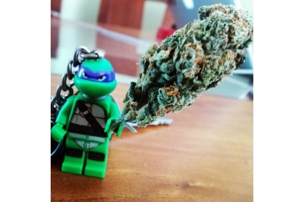 Quick One Autoflower (Royal Queen Seeds) Feminisoidut Quick One Autoflower (Royal Queen Seeds) Feminisoidut