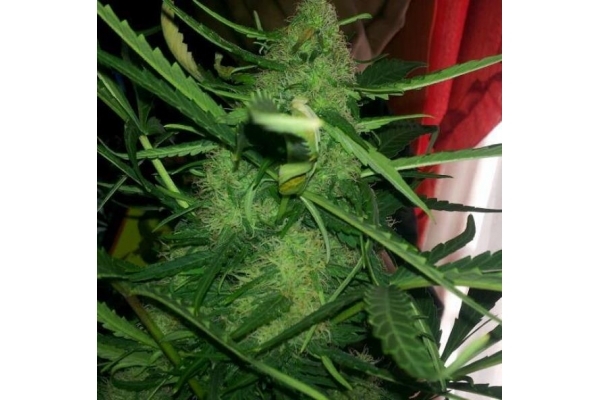 Royal Critical Autoflower (Royal Queen Seeds) Feminisoidut Royal Critical Autoflower (Royal Queen Seeds) Feminisoidut
